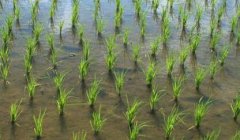 農(nóng)業(yè)生產(chǎn)的“好幫手”——測(cè)土配方施肥儀
