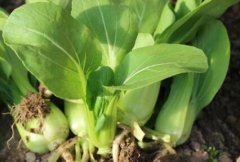 土壤肥料養(yǎng)分檢測(cè)儀如何助力科學(xué)管理土壤？